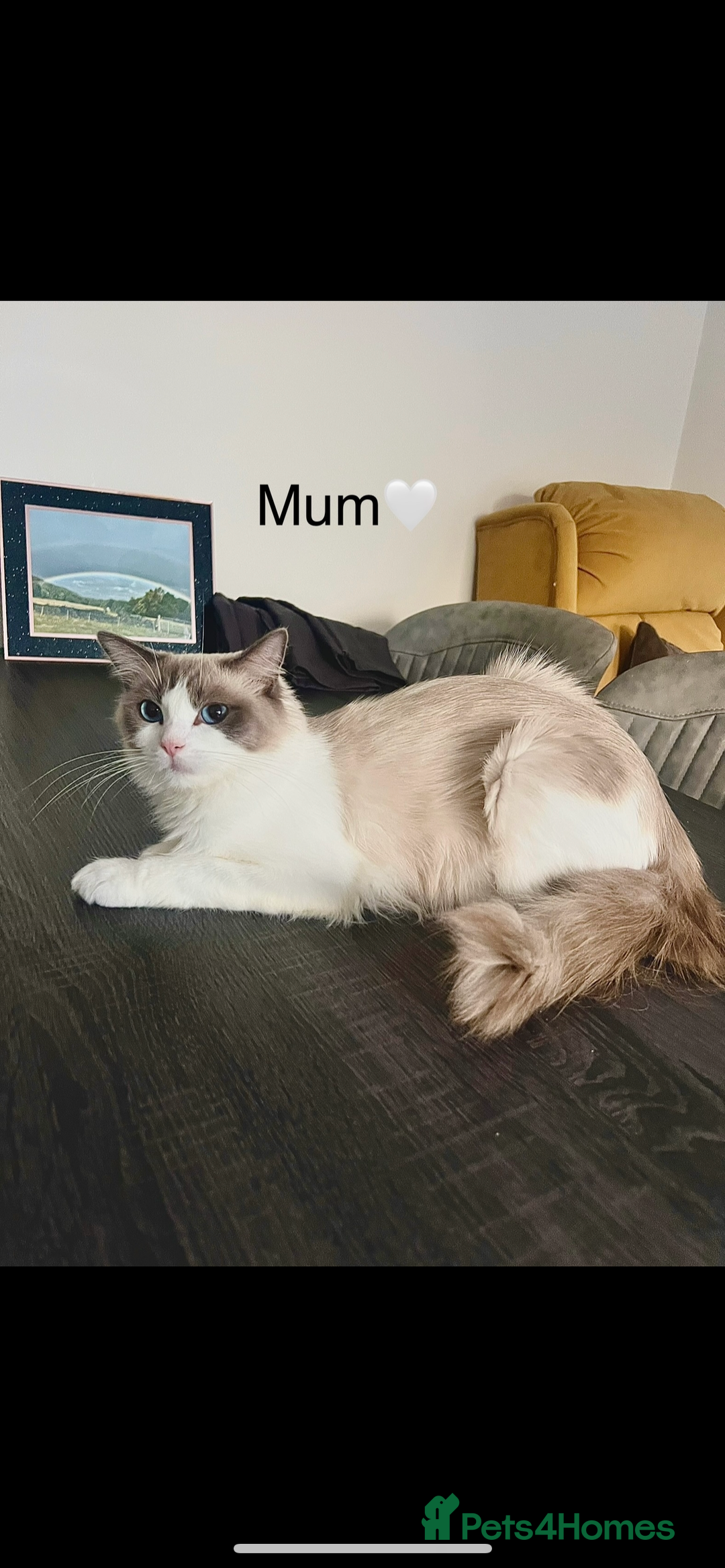 Ragdoll cats for sale: 🩷5 Blue Bi-colour Ragdoll girls🩷 - Advert 8