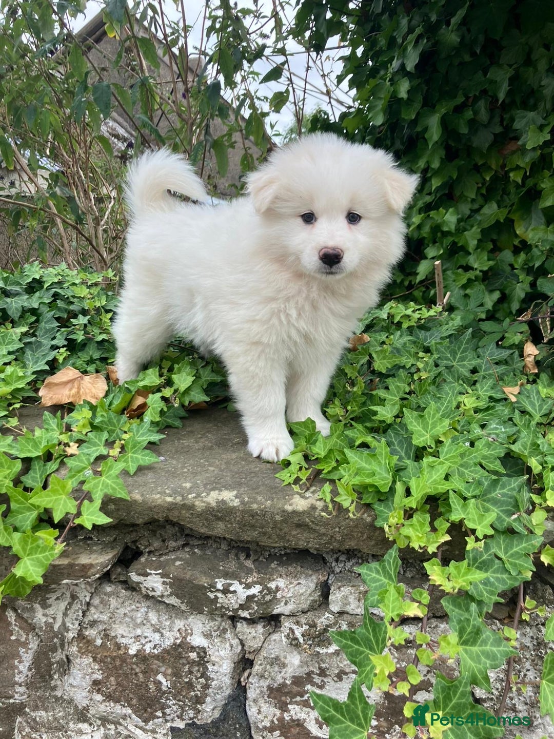 Samoyed dogs for sale: Beautiful Fluffy Samoyed x Collies - Image 4