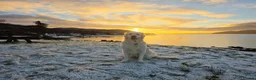 Golden Retriever dogs for sale: Golden Retriever - Advert 12