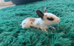 Rex rabbits for sale: Pure bred mini Rex  - Image 9