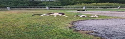 Border Collie dogs for sale: 4 gorgeous collie pups in Brecon - Advert 5