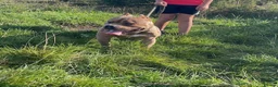Mixed Breed dogs for stud: Pocket bully  for stud  - Advert 4