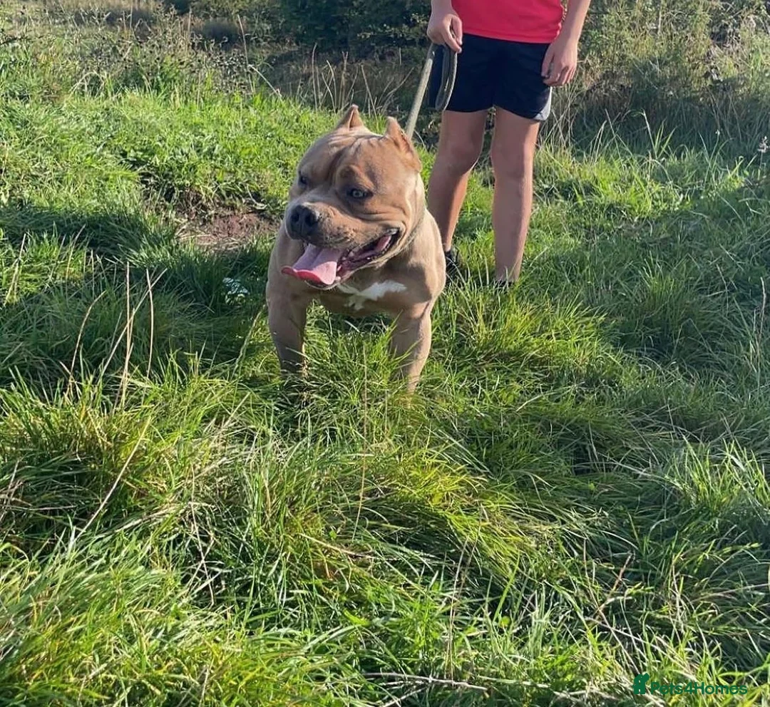 Mixed Breed dogs for stud: Pocket bully  for stud  - Advert 4