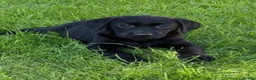 Labrador Retriever dogs for sale: Well bred KC Reg Labrador puppies - Advert 11