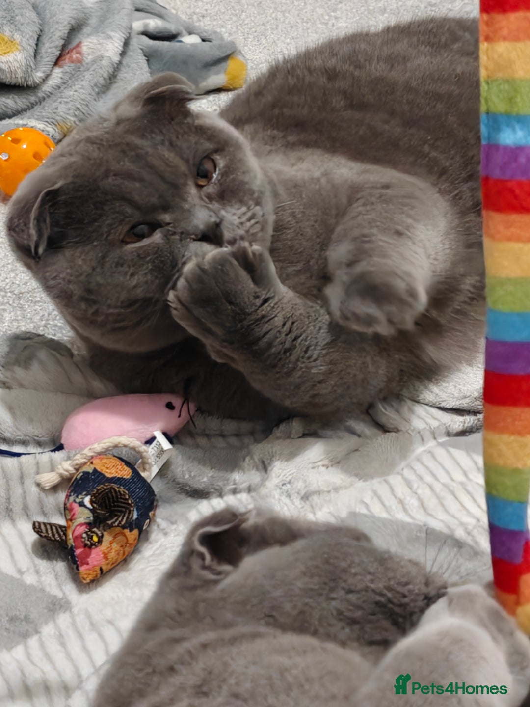 Scottish Fold cats for sale: Sweet Scottish Fold Boy - Advert 5