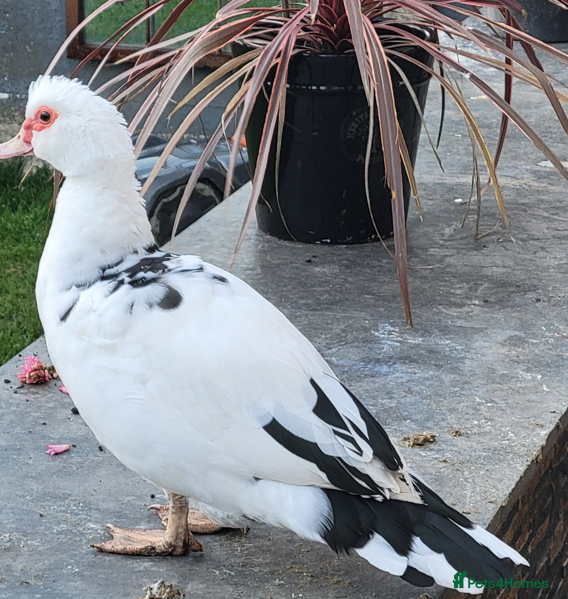 Ducks poultry Muscovy duck  - Advert 6