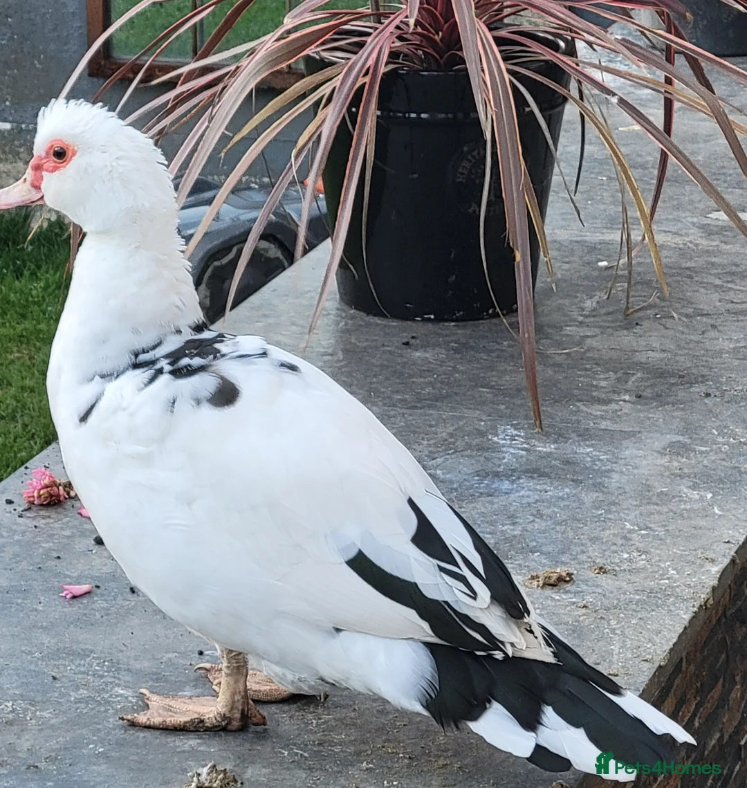Ducks poultry for sale: Muscovy duck  - Advert 1