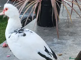 Ducks poultry Muscovy duck - Advert 6