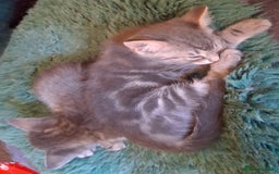 Mixed Breed cats for sale: Awesome Spotty Dotty Silver  Blue Bengal x Kittens - Image 22