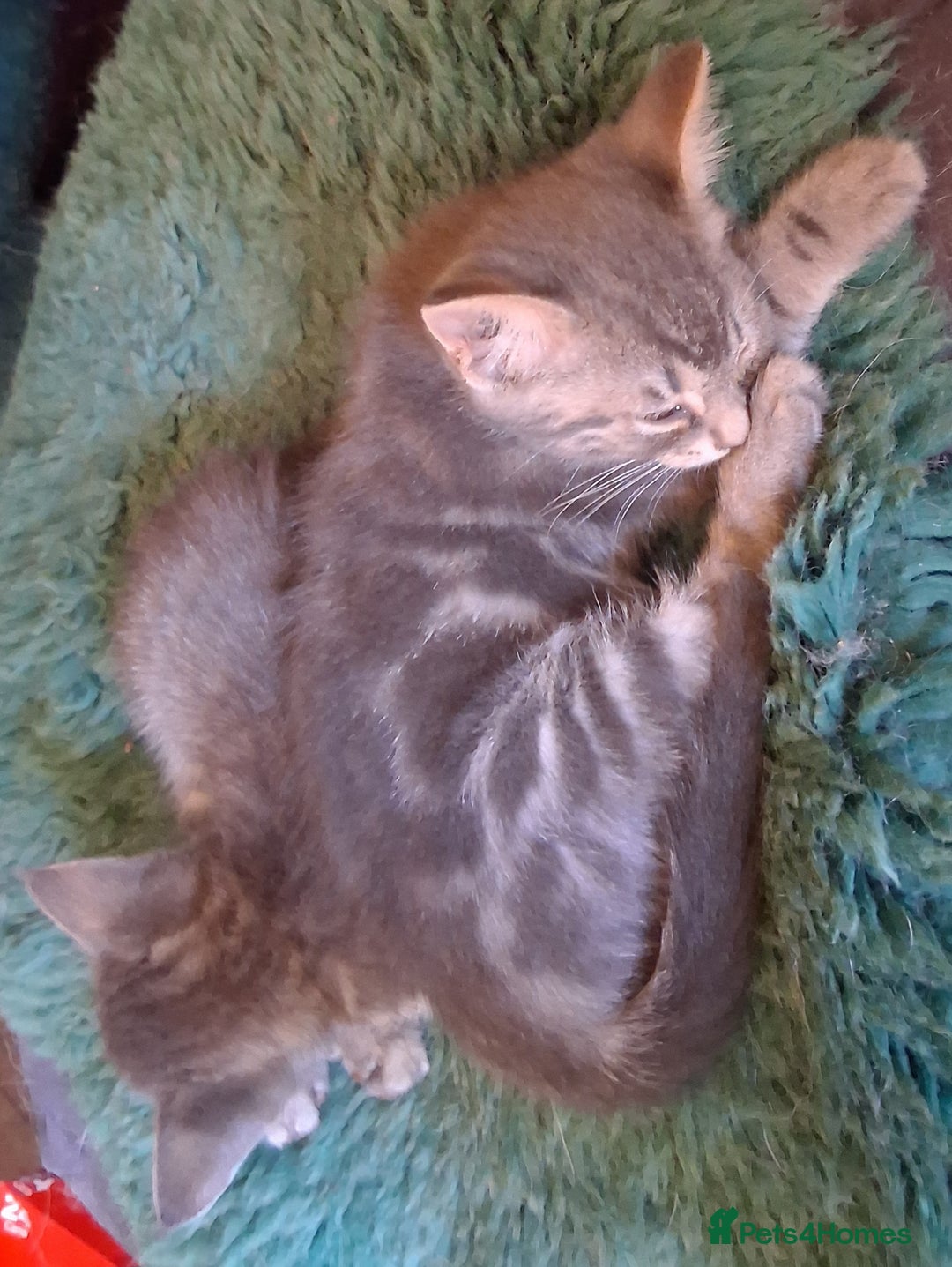 Mixed Breed cats for sale: Awesome Spotty Dotty Silver  Blue Bengal x Kittens - Image 22