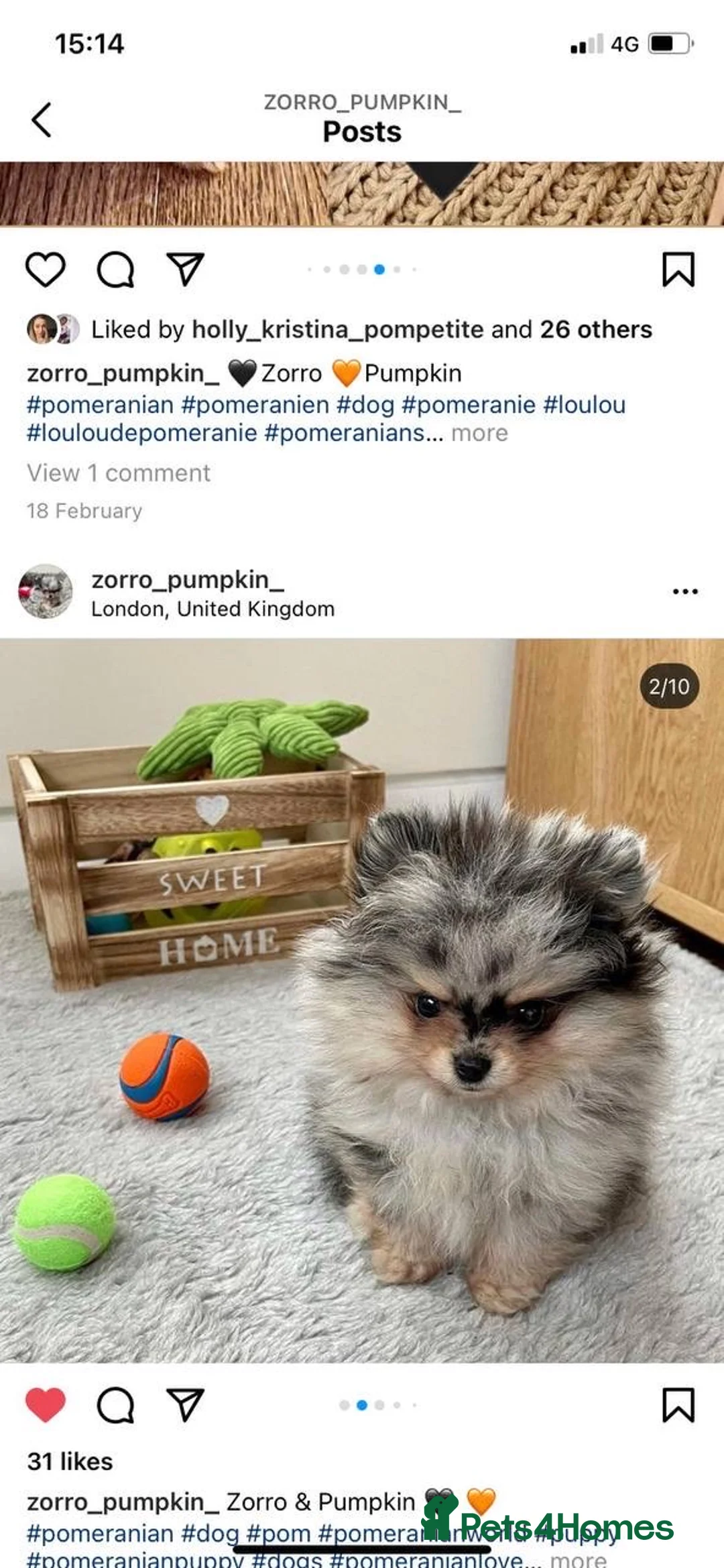 Pomeranian dogs for stud: STUD Chocolate and Tan Merle Blue Eyes Puppy Size in Guildford - Advert 24