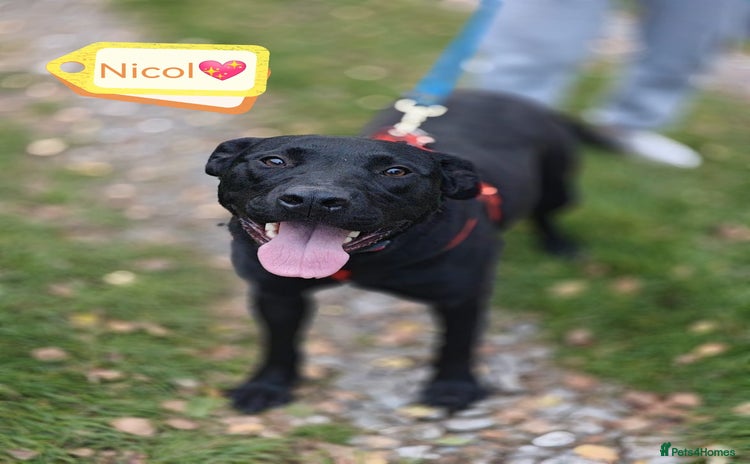 Mixed Breed dogs - Advert 1