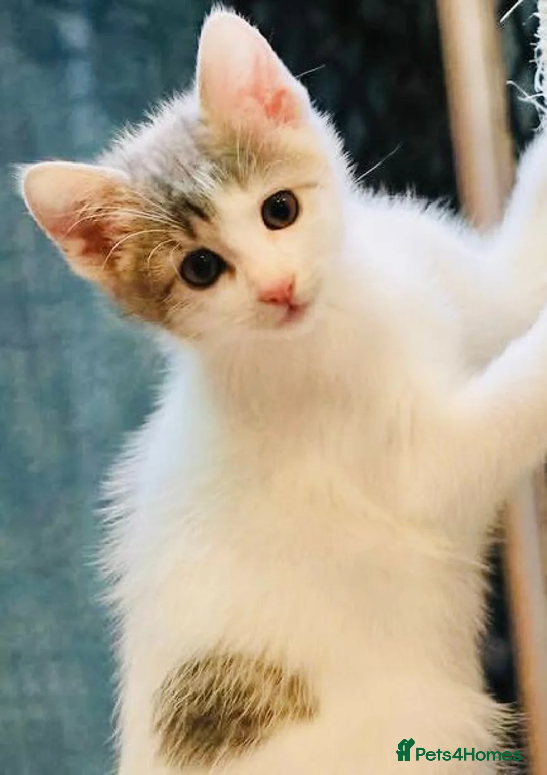 Mixed Breed cats for sale: Stunning Bengal Ragdoll kittens ready to go - Advert 8