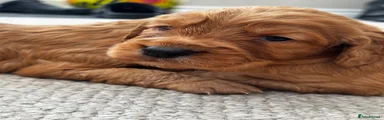 Cocker Spaniel 3