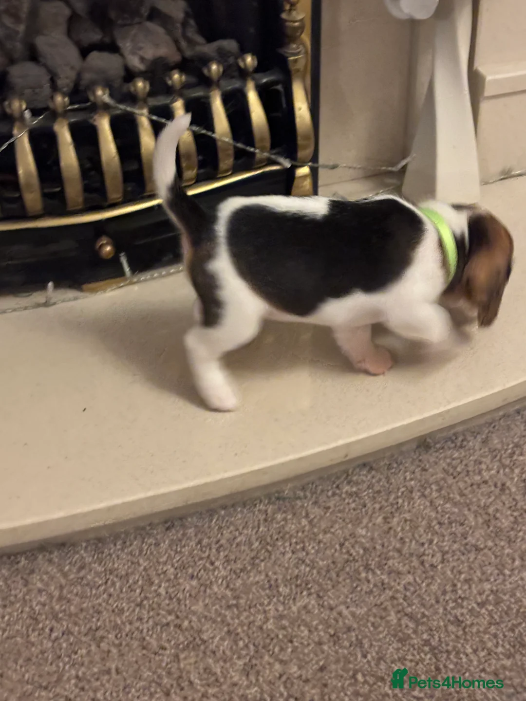 Beagle dogs for sale: Pure bred beagle girls - Advert 6