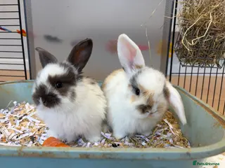 Mini Lop rabbits beautiful friendly mini lops - Advert 16
