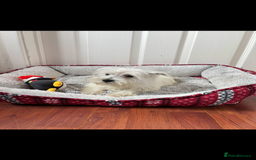 West Highland Terrier dogs for sale: 4 stunning west highland terrier puppies for sale - Image 7