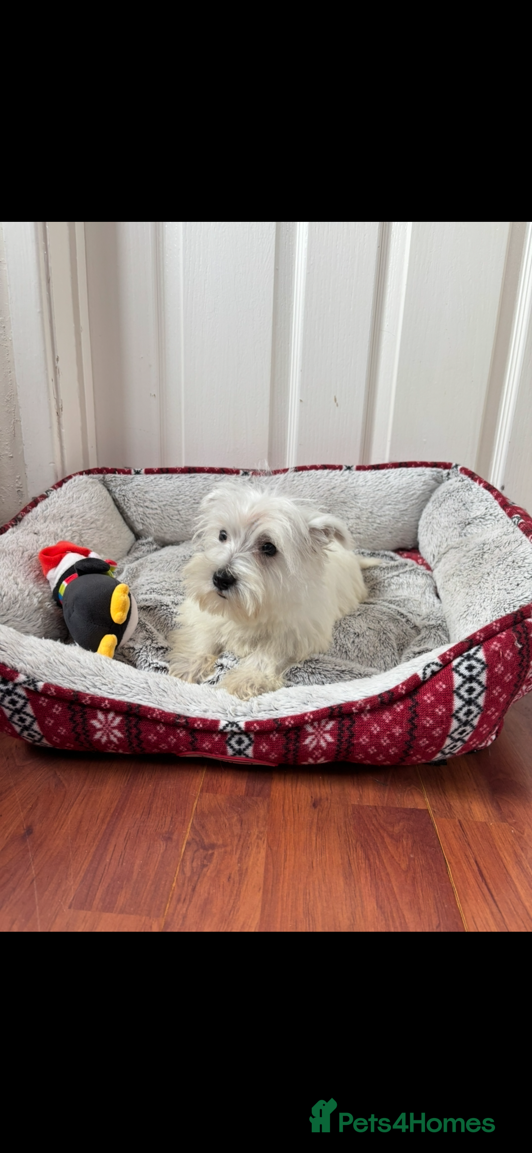 West Highland Terrier dogs for sale: 4 stunning west highland terrier puppies for sale - Image 7