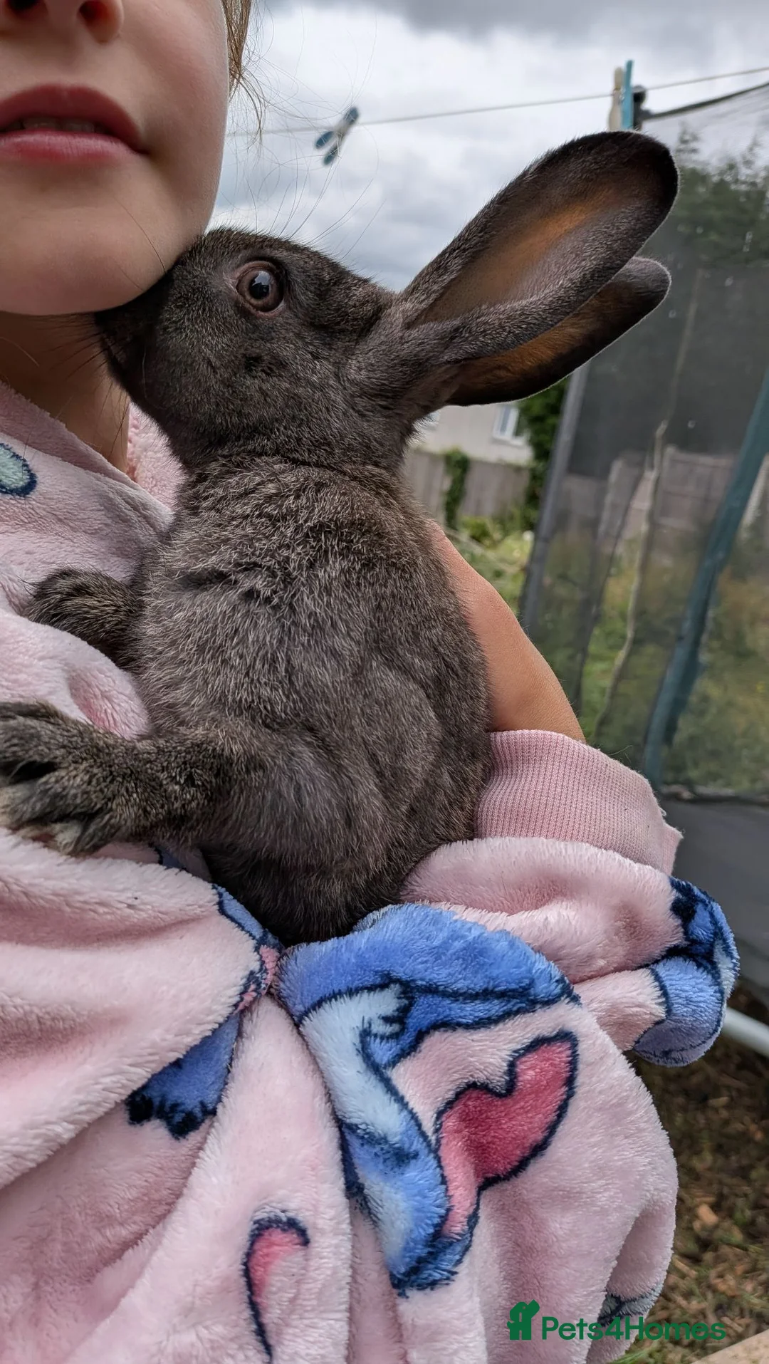 Mixed Breed rabbits for sale: Beautiful Juvenile Rabbit  - Advert 2