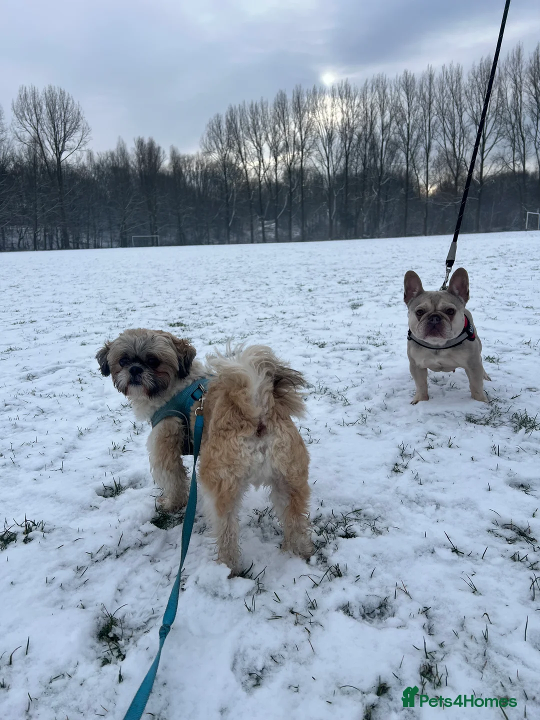 Shih Tzu dogs for stud: Imperial shih tzu stud ( miniature shih tzu )  - Advert 2