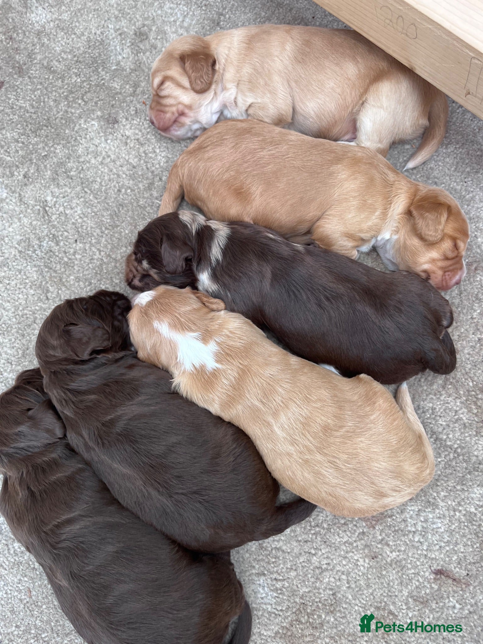 Cocker Spaniel dogs 6 Beautiful Cocker Spaniel Pups - Advert 1