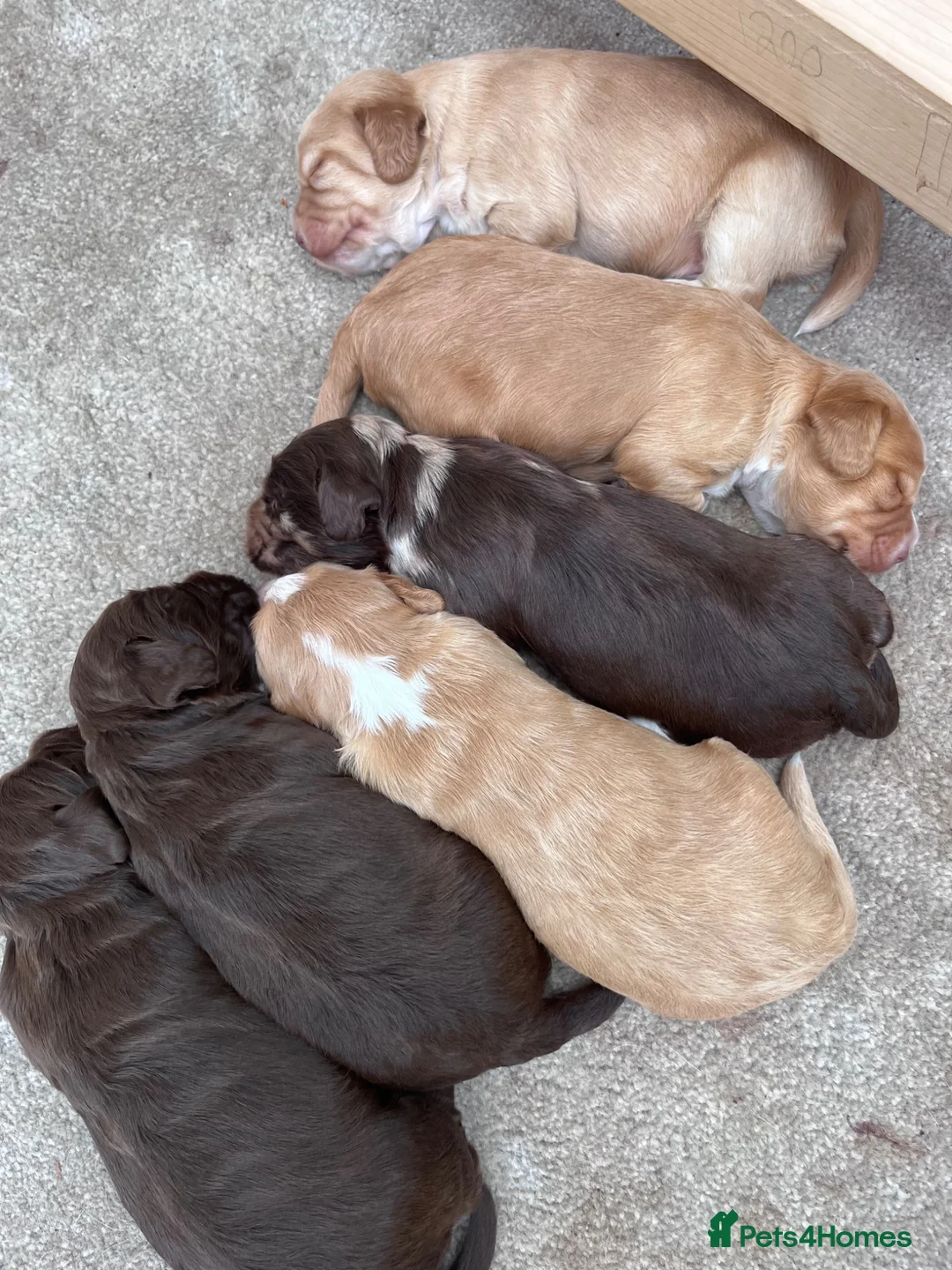 Cocker Spaniel dogs for sale: 6 Beautiful Cocker Spaniel Pups in Scarborough - Advert 1