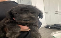 Bedlington Terrier dogs for stud: KC Registered Bedlington Terrier Stud in Ferryhill - Image 35