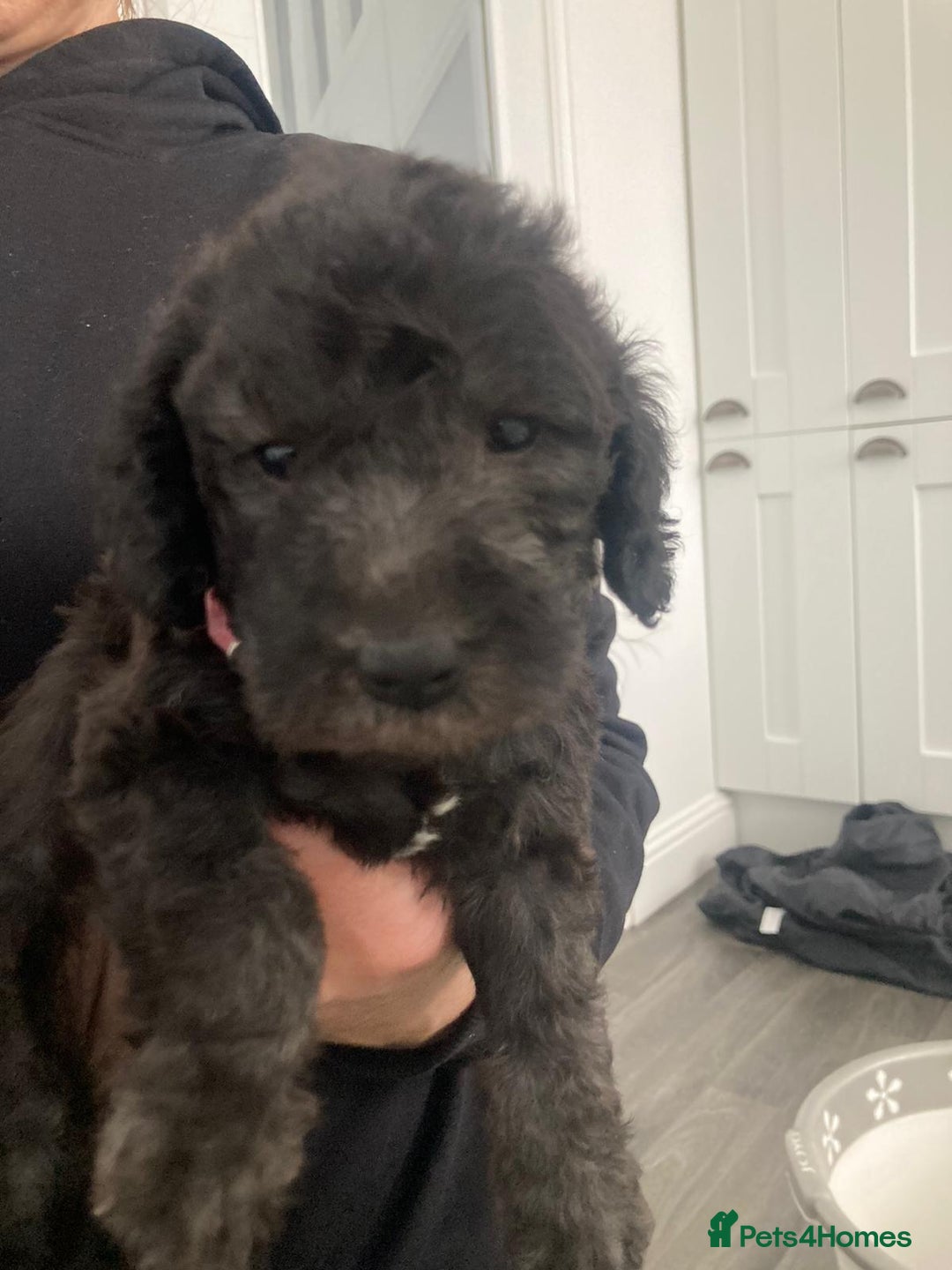 Bedlington Terrier dogs for stud: KC Registered Bedlington Terrier Stud in Ferryhill - Image 35