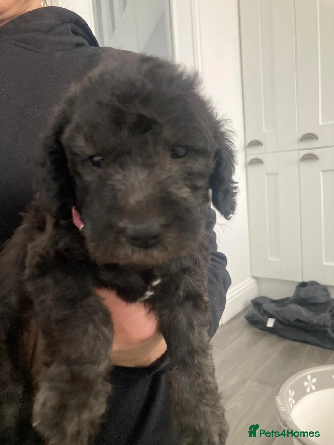 Bedlington Terrier dogs for stud: KC Registered Bedlington Terrier Stud in Ferryhill - Advert 35