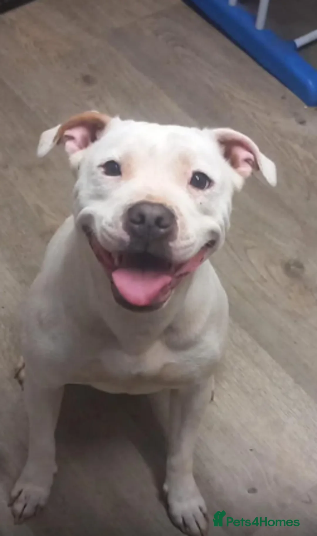 Mixed Breed dogs for sale: Male staff cross American bulldog  - Advert 4