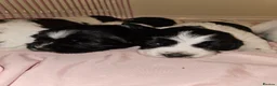 English Springer Spaniel dogs for sale: English Springer Spaniel KC Reg - working lines - Advert 10