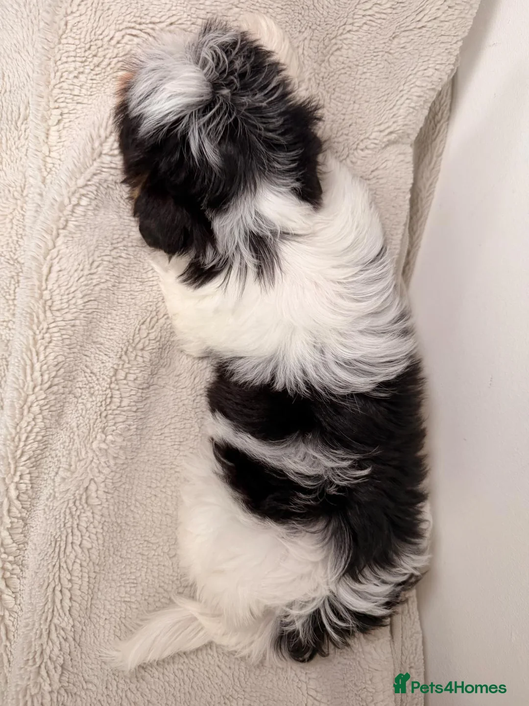 Biewer Terrier dogs for sale: Tiny Biewer Yorkshire Terrier Boy – DNA Tested - Advert 3