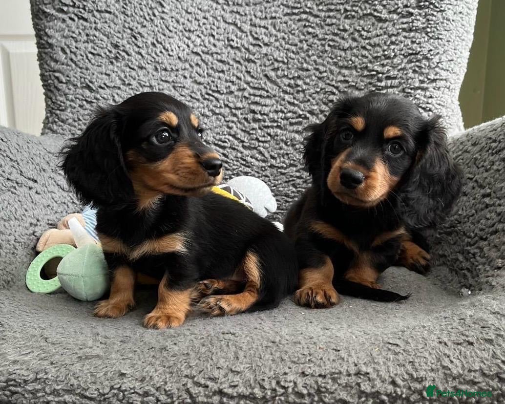 Miniature Dachshund dogs Longhair Miniature Dachshund - Advert 15