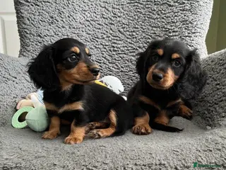 Miniature Dachshund dogs Longhair Miniature Dachshund - Advert 9