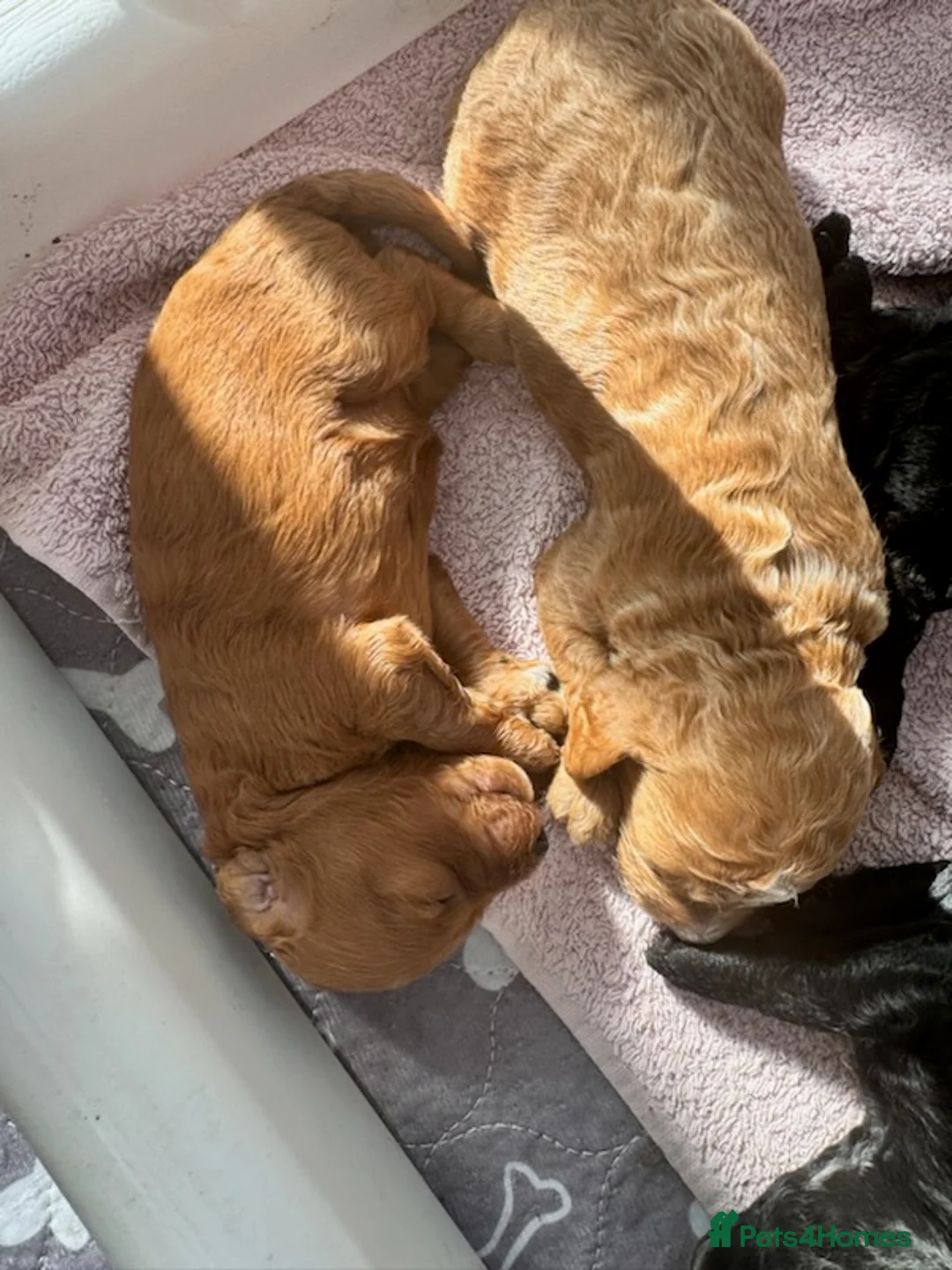 Miniature Poodle dogs for stud: Stunning Red Poodle for Stud in Motherwell - Advert 27