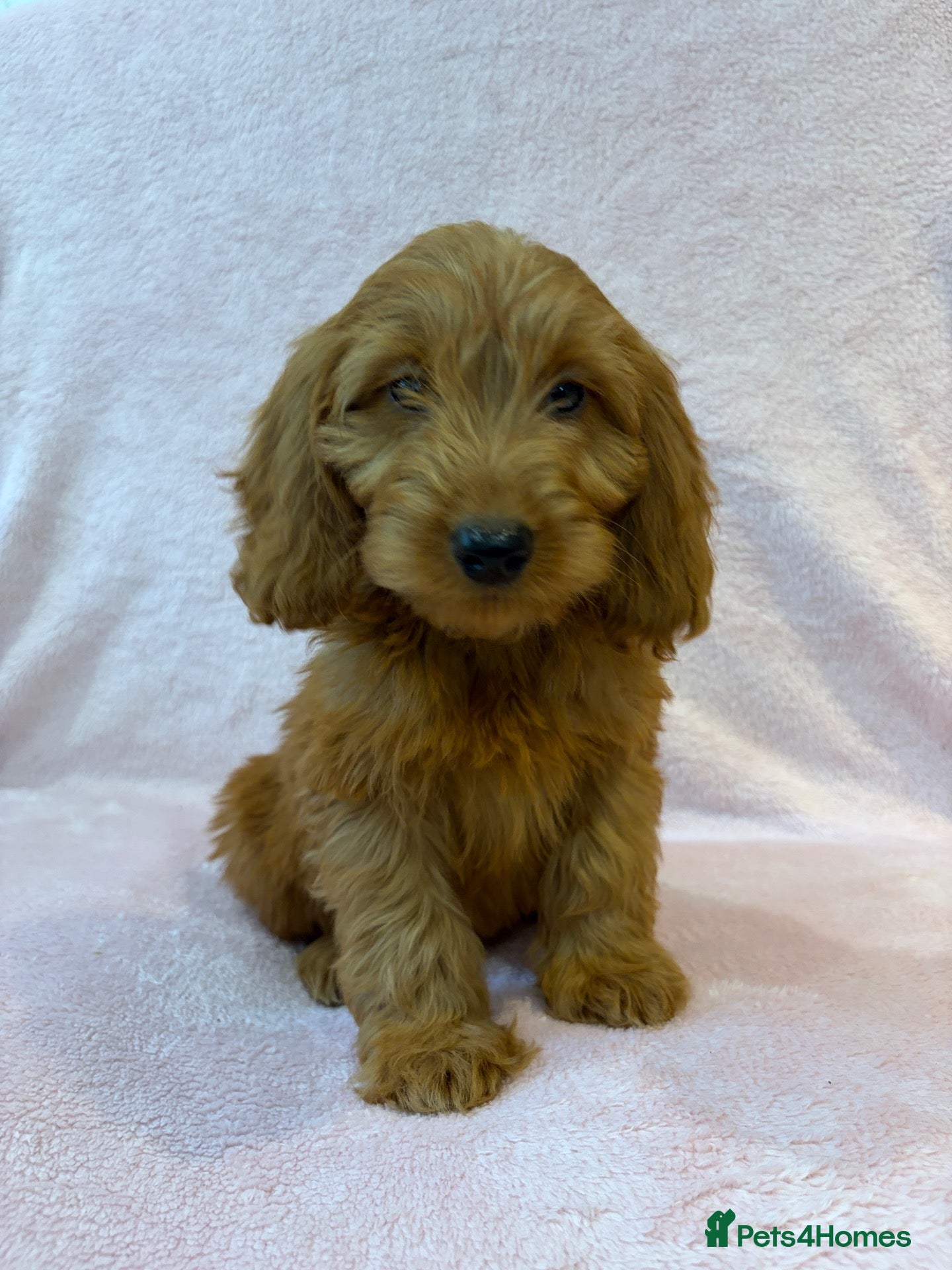 Cockapoo dogs Stunning f1 cockapoo puppies - Advert 1