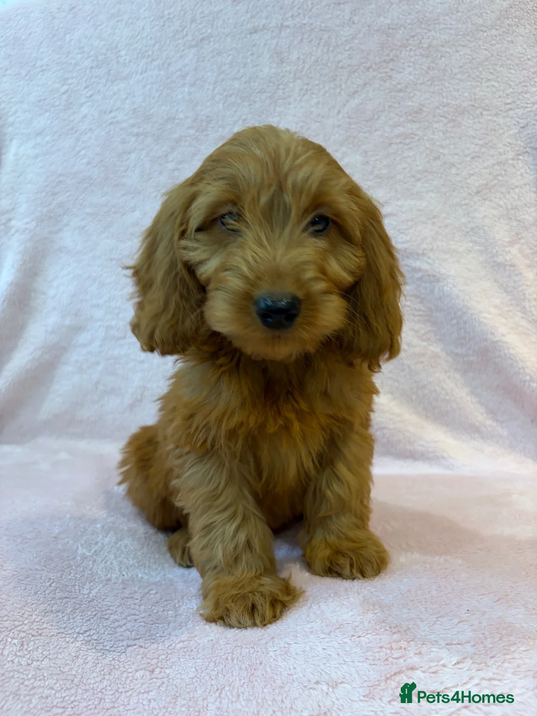 Cockapoo dogs for sale: Stunning f1 cockapoo puppies in Worksop - Advert 1