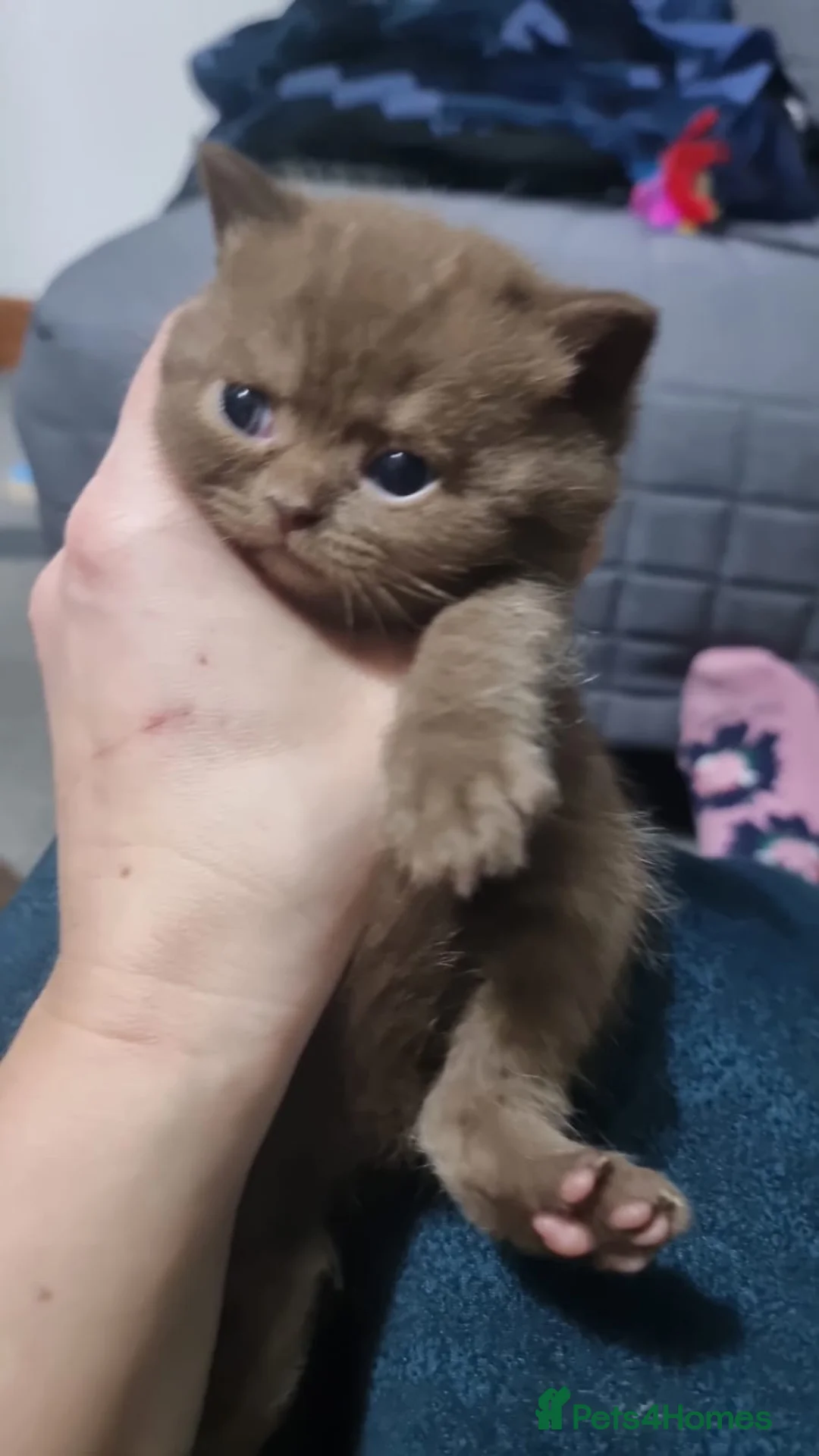 British Shorthair cats for sale: Pedigree Registered British Shorthair kittens   - Advert 8