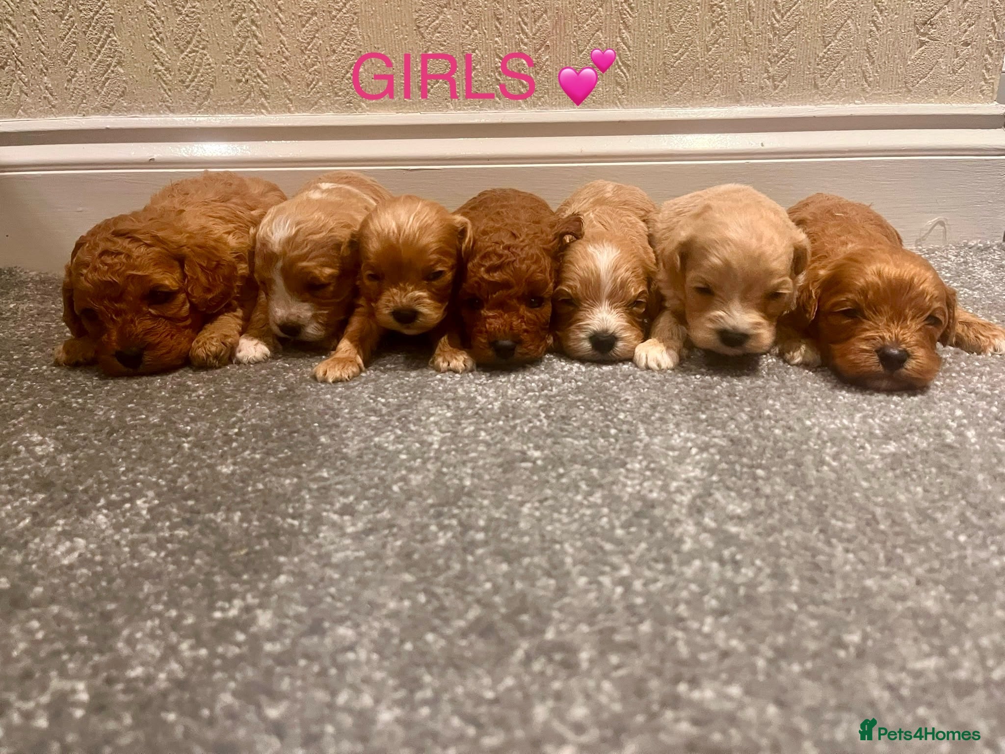 Cavapoo dogs OUTSTANDING F1 CAVAPOO PUPPIES BOTH KC PARENTS  - Advert 1