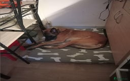 Belgian Shepherd Dog dogs for sale: 2 year old belguim shepard - Image 4