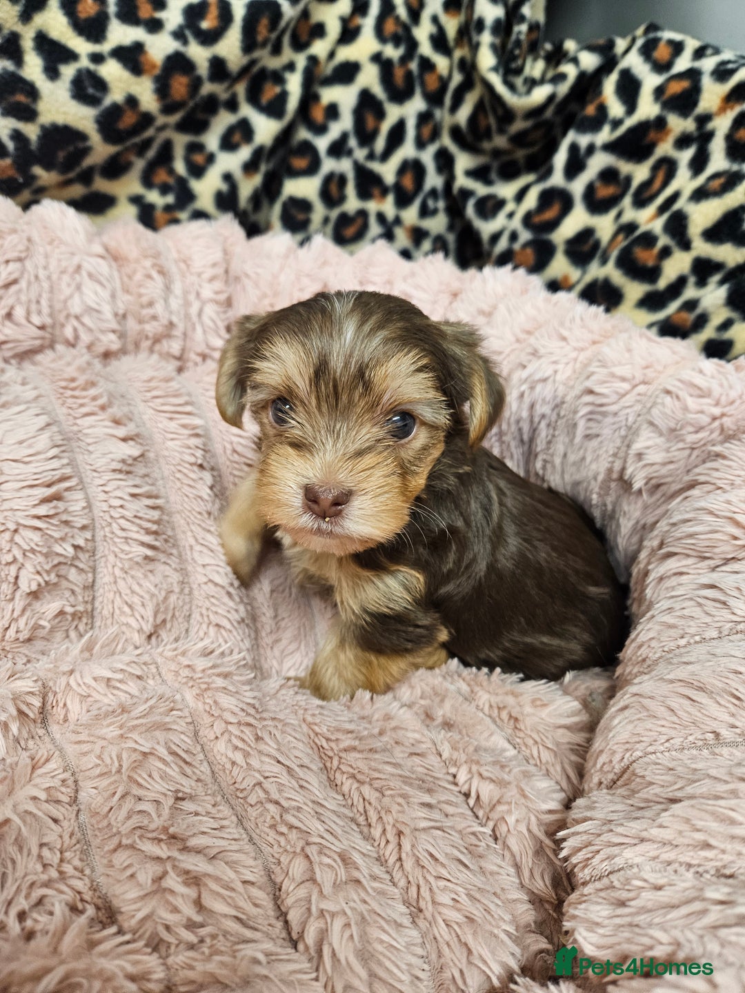 Yorkshire Terrier dogs for sale: 🤎 DNA tested parents 🤎 1 girl, 1 boy - Advert 10