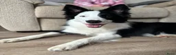 Border Collie dogs for sale: Callie needs a new home  - Advert 5