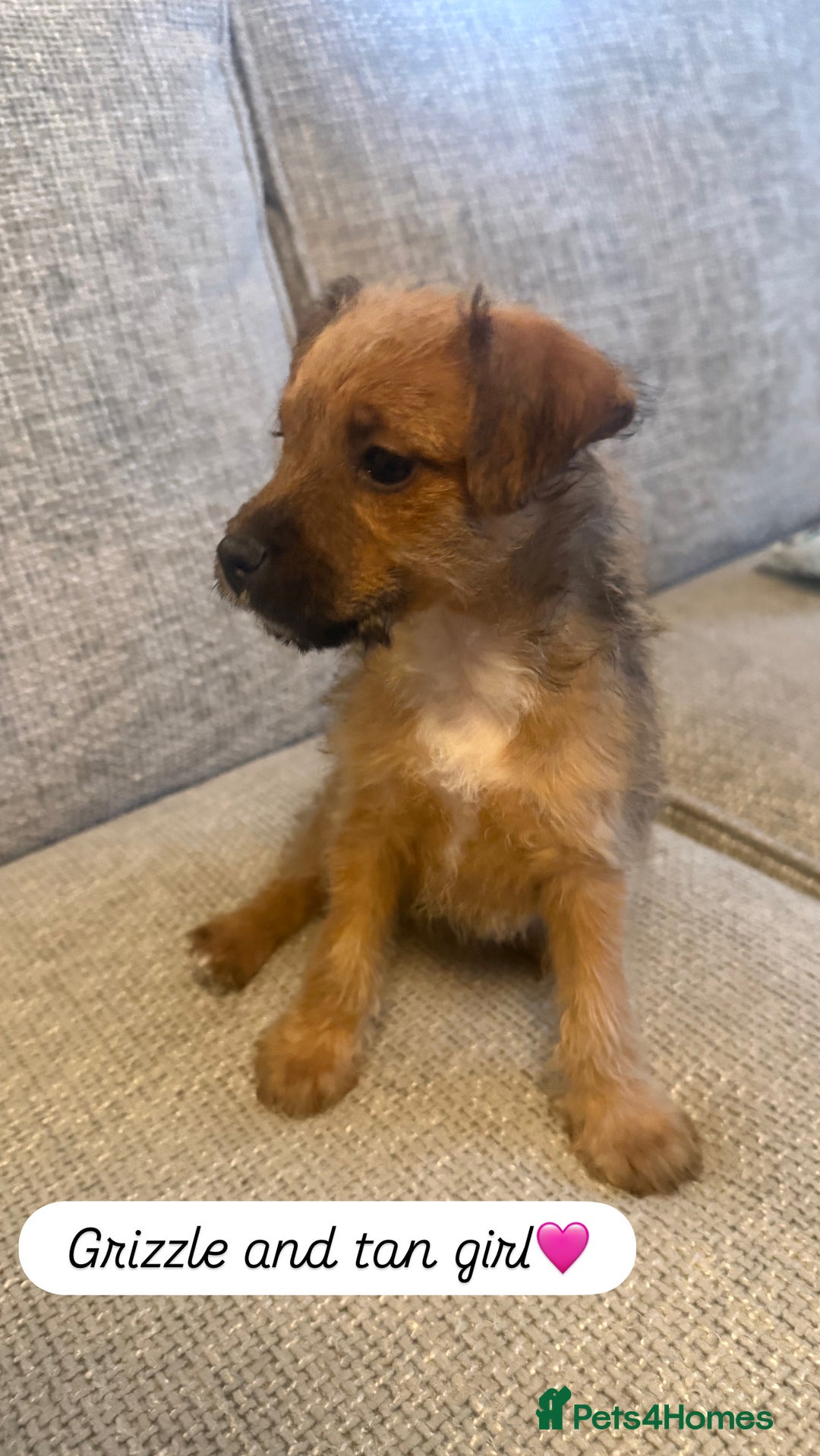 Jack Russell dogs for sale: 5 Jack Russell puppies - Advert 6
