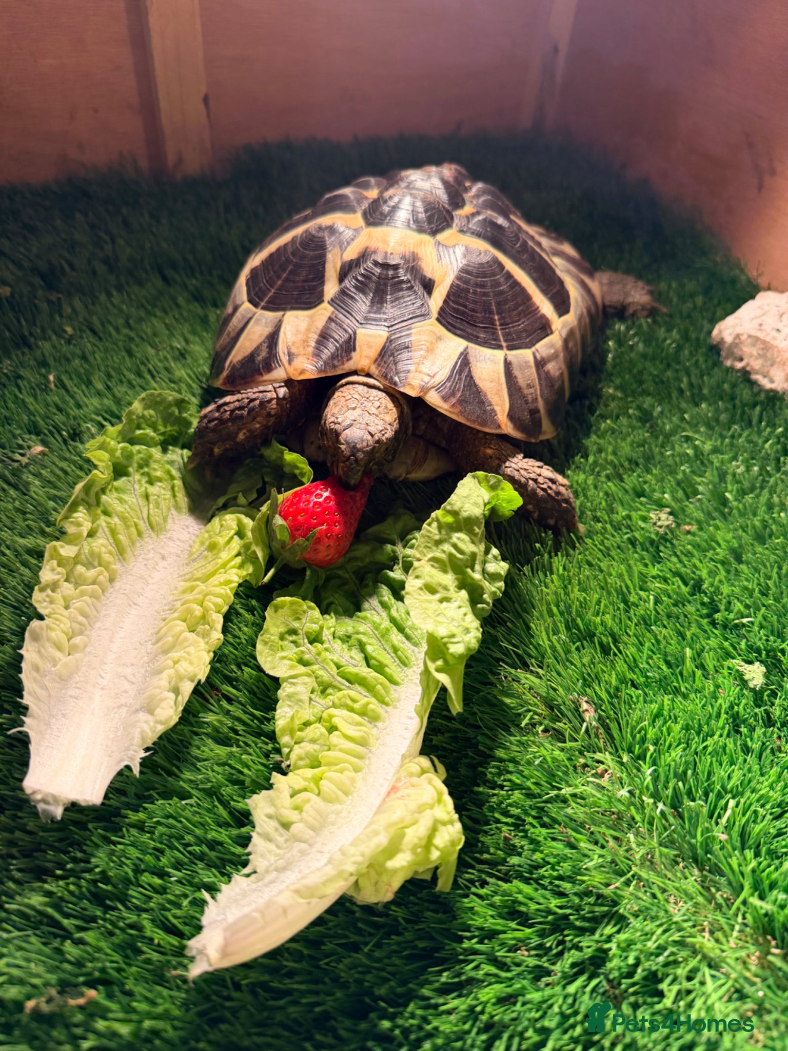 Tortoise reptiles Terry the tortoise 🐢  - Advert 1