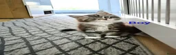 Maine Coon cats for sale: Maine coon kittens available  - Advert 5