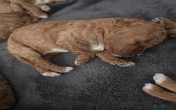 Cavapoo dogs for sale: Miniature F1B Cavapoo puppies 1 Left - Image 21