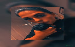 Mixed Breed dogs for sale: Black puppy with white strip on chest  - Image 17