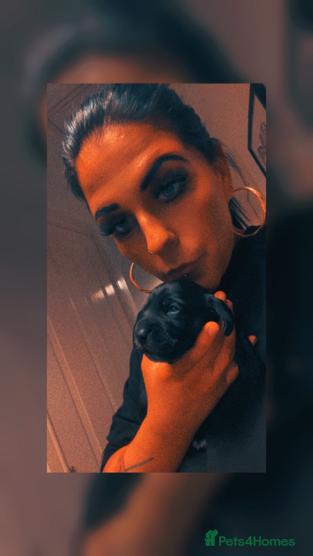 Mixed Breed dogs for sale: Black puppy with white strip on chest  - Image 17