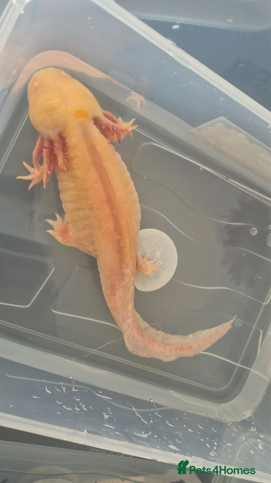 Axolotl reptiles for sale: Stunning axolotls available - male and female - Advert 2