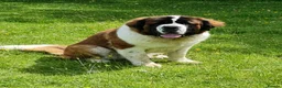 Saint Bernard dogs for stud: Outstanding KC reg saint Bernard for stud.  in Chester - Advert 13